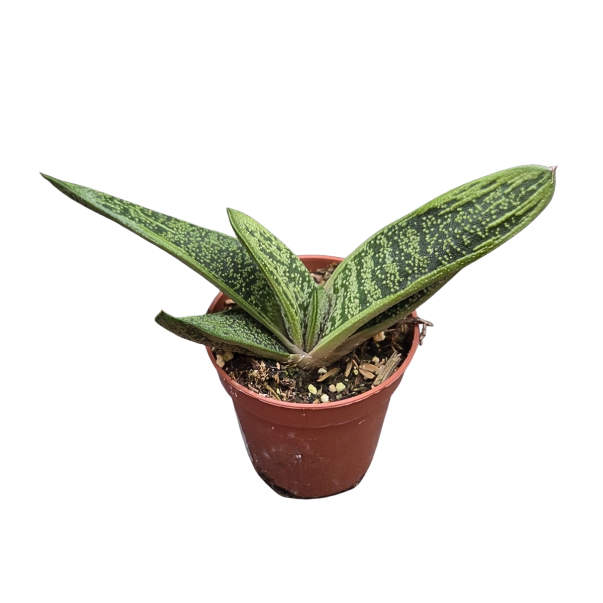 Kaktusy a sukulenty - Gasterie mix, květináč 6cm