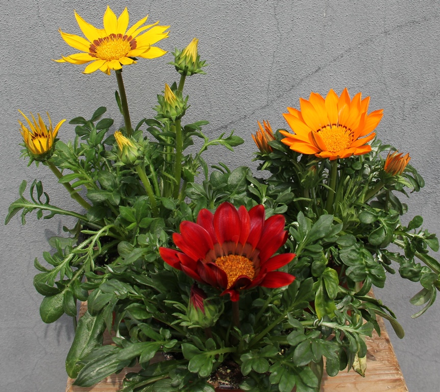 Vzpřímené balkonové květiny - Gazania květináč květináč 10cm