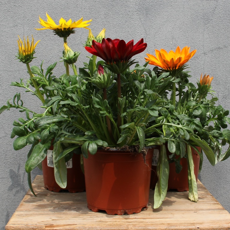 Gazania mix, květináč 10cm-0