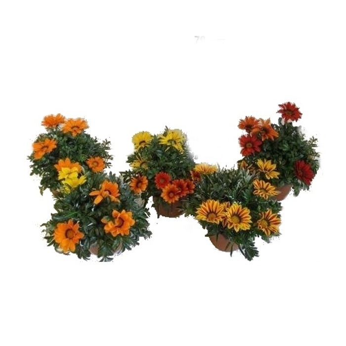 Vzpřímené balkonové květiny - Gazánie květináč 18cm