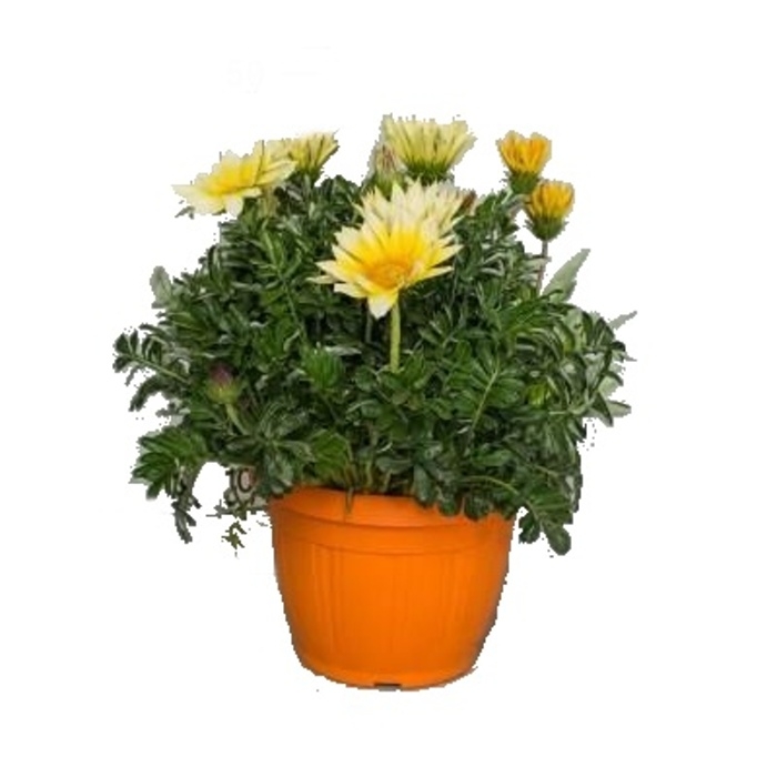 Vzpřímené balkonové květiny - Gazánie květináč 25cm