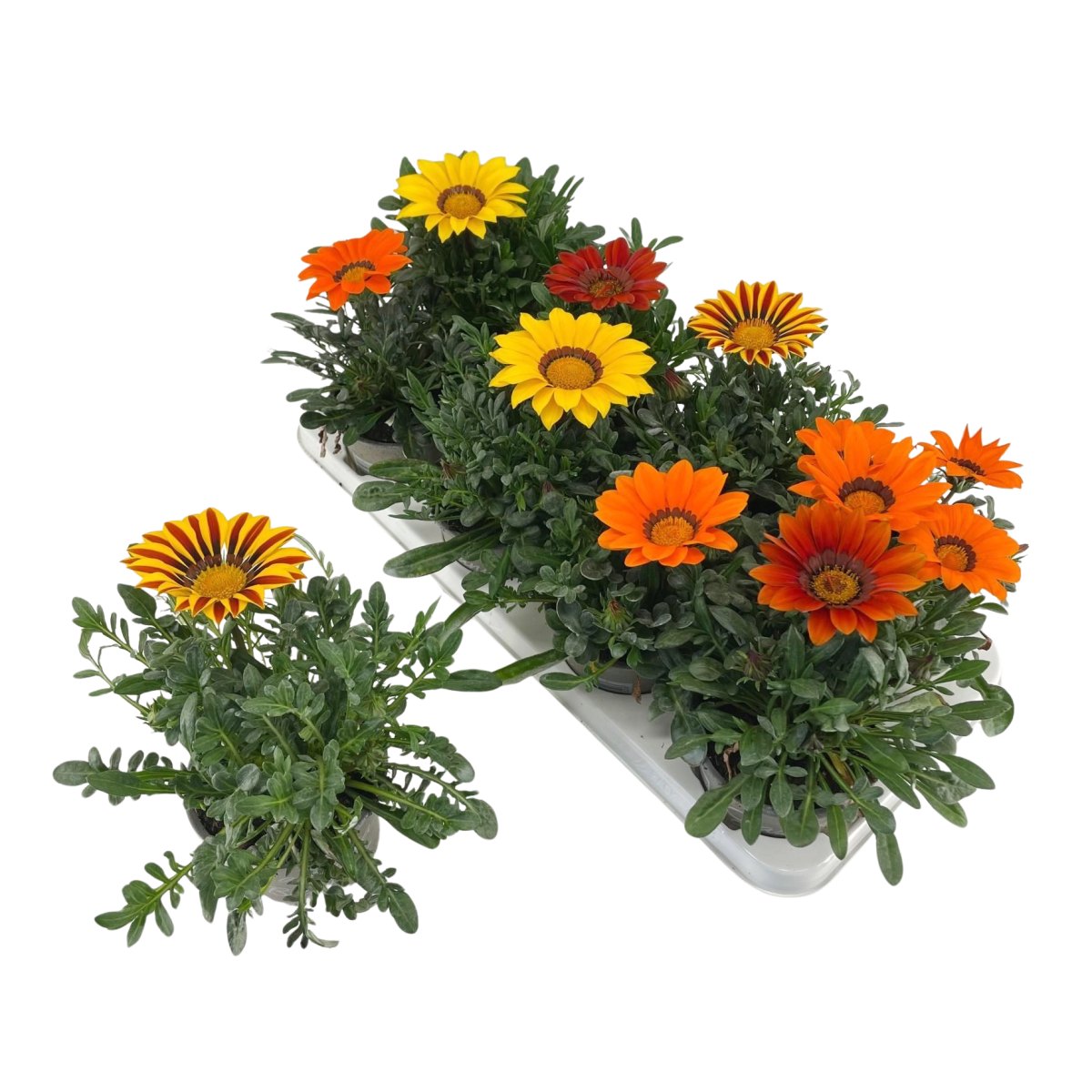 Nádobové květiny - Gazánie mix, květináč 13cm