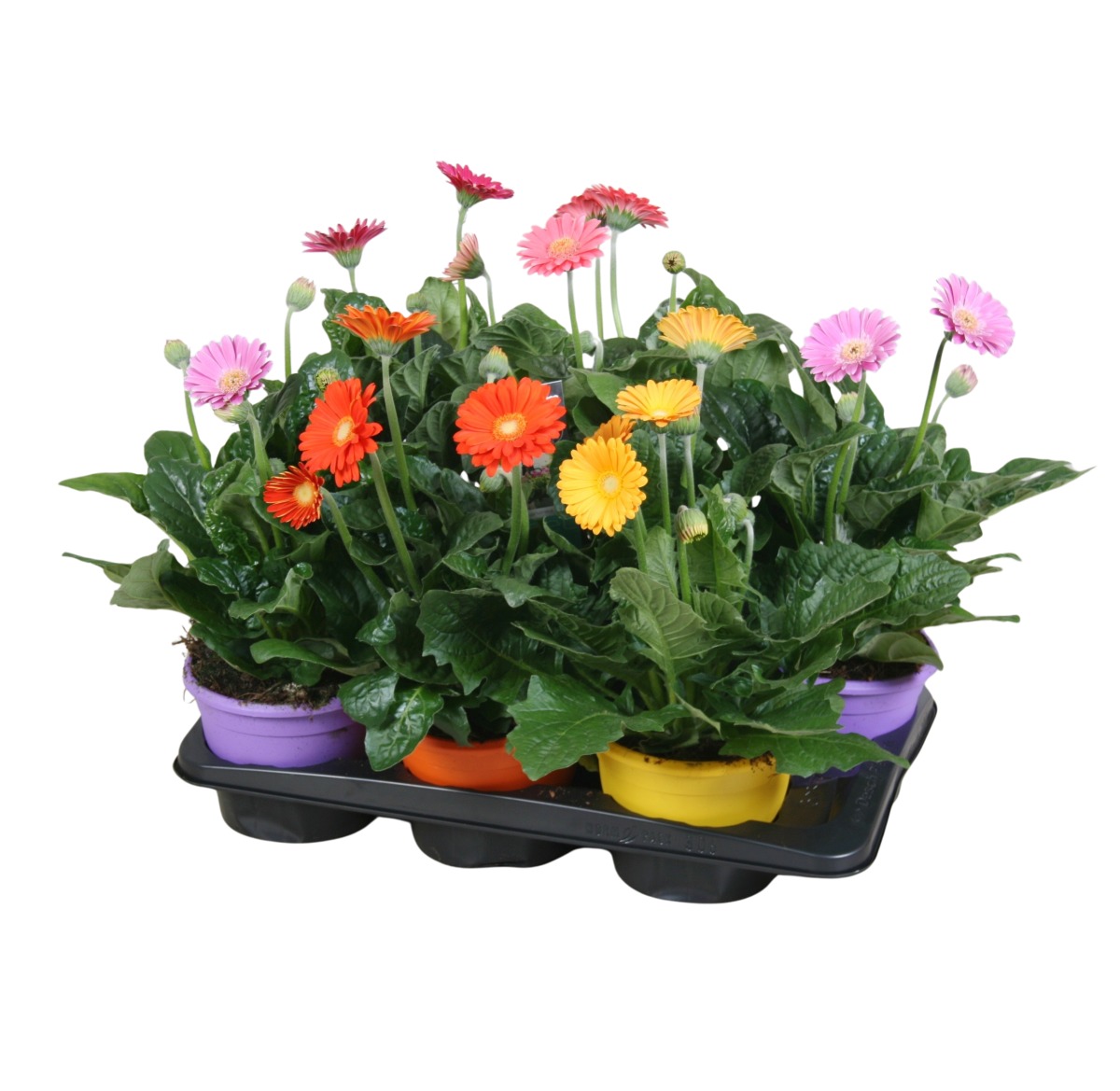 Nádobové květiny - Gerbera Garvinea mix, květináč 2 litry