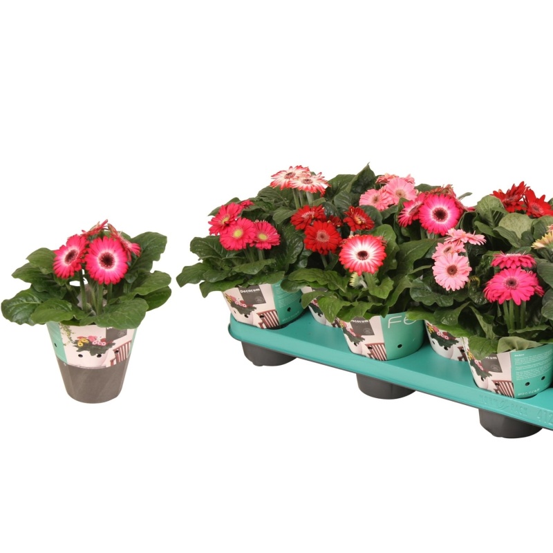 Kvetoucí pokojové rostliny - Gerbera MIX EXTRA květináč 12cm