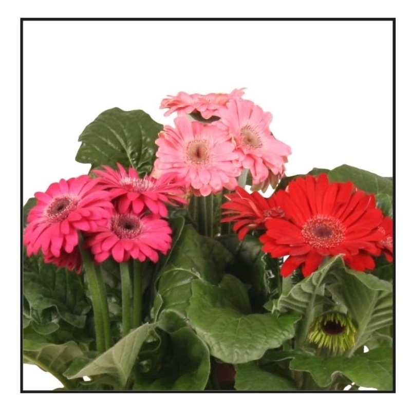 Gerbera MIX EXTRA květináč 12cm-0