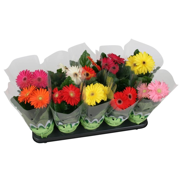 Gerbera MIX EXTRA květináč 12cm-1