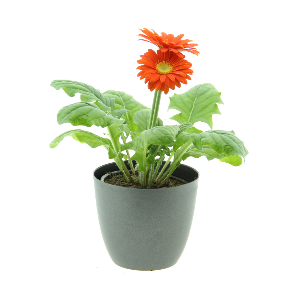Kvetoucí pokojové rostliny - Gerbera MIX květináč 12cm