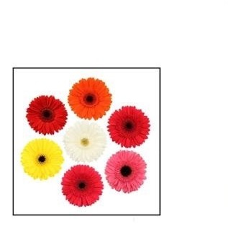 Kvetoucí pokojové rostliny - Gerbera MIX květináč 19cm