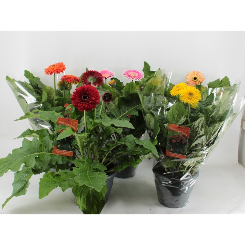 Gerbera MIX květináč 19cm-0