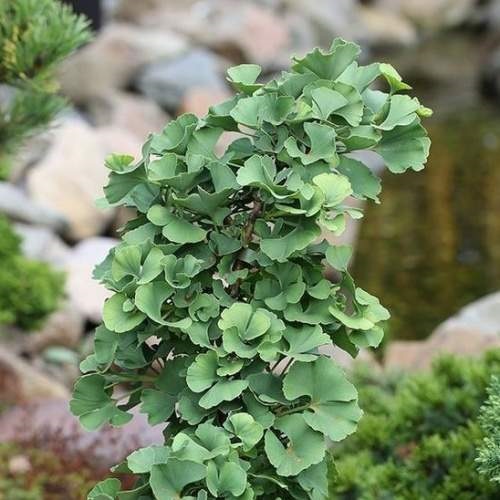 Zakrsle rostoucí jehličnany - Ginkgo biloba 'Troll' kmínek 120cm, 30 litrů