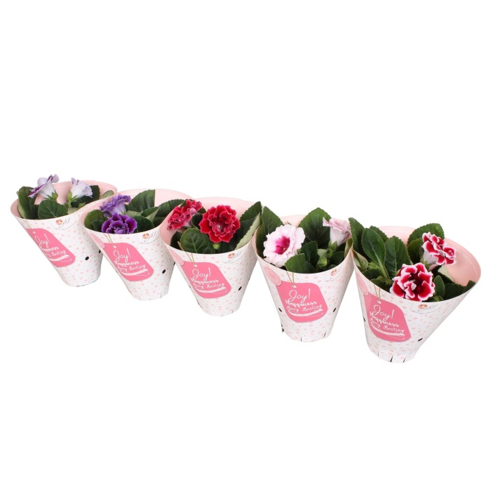 Kvetoucí pokojové rostliny - Gloxinie mix květináč 12cm