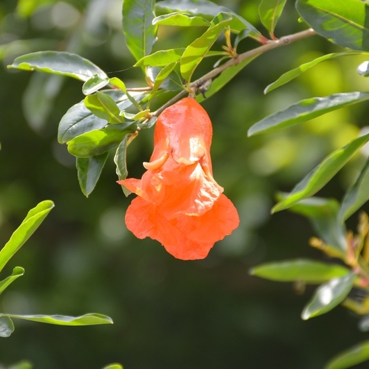 Nádobové květiny - Granátové jablko 'Flore Rubro' 10 litrů