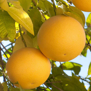 Nádobové květiny - Grepfruit mini kmínek, 5 litrů