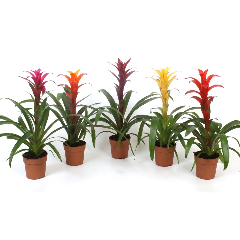 Pokojové rostliny okrasné květem - Guzmánie MIX květináč 13cm