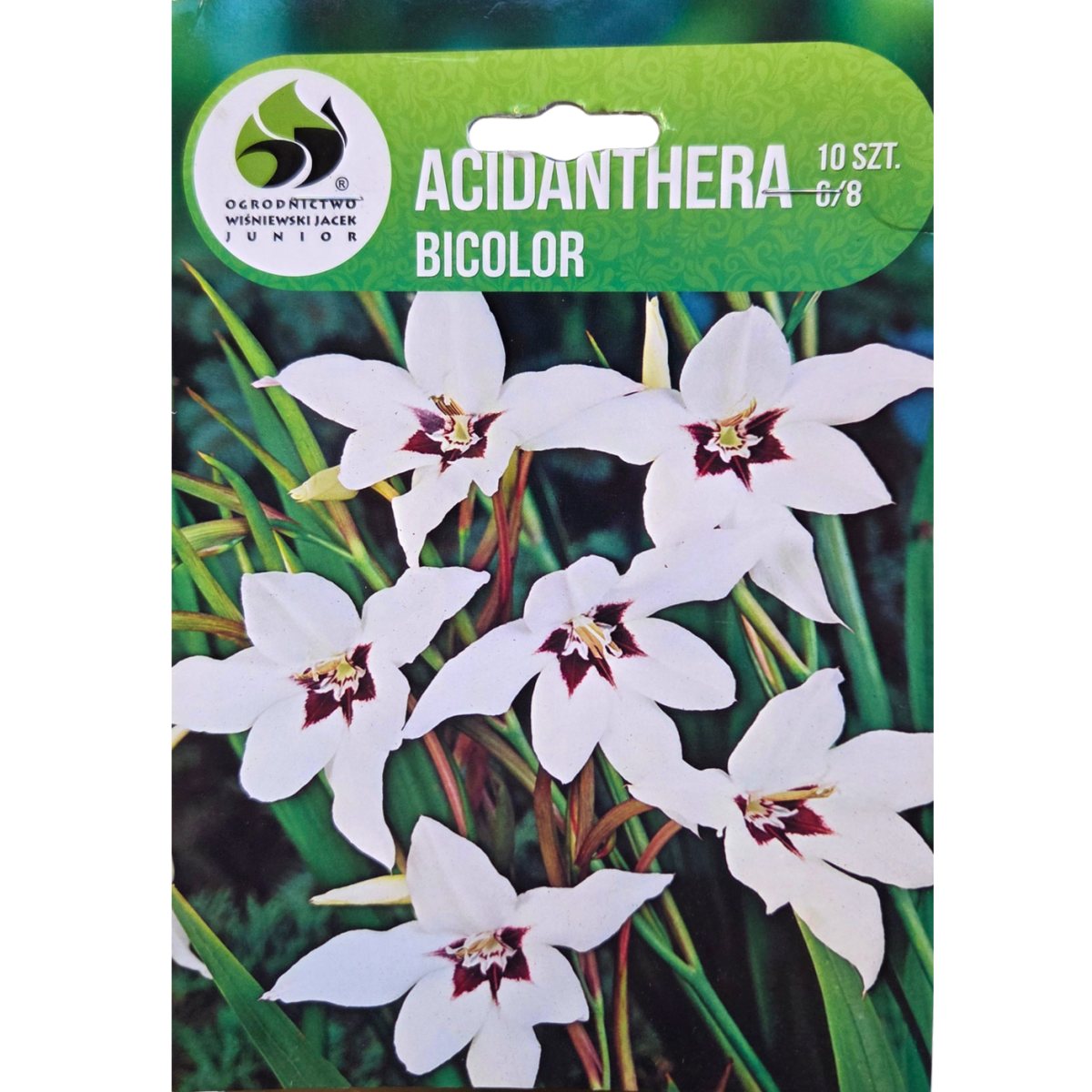 Cibuloviny - Habeššký mečík 10ks