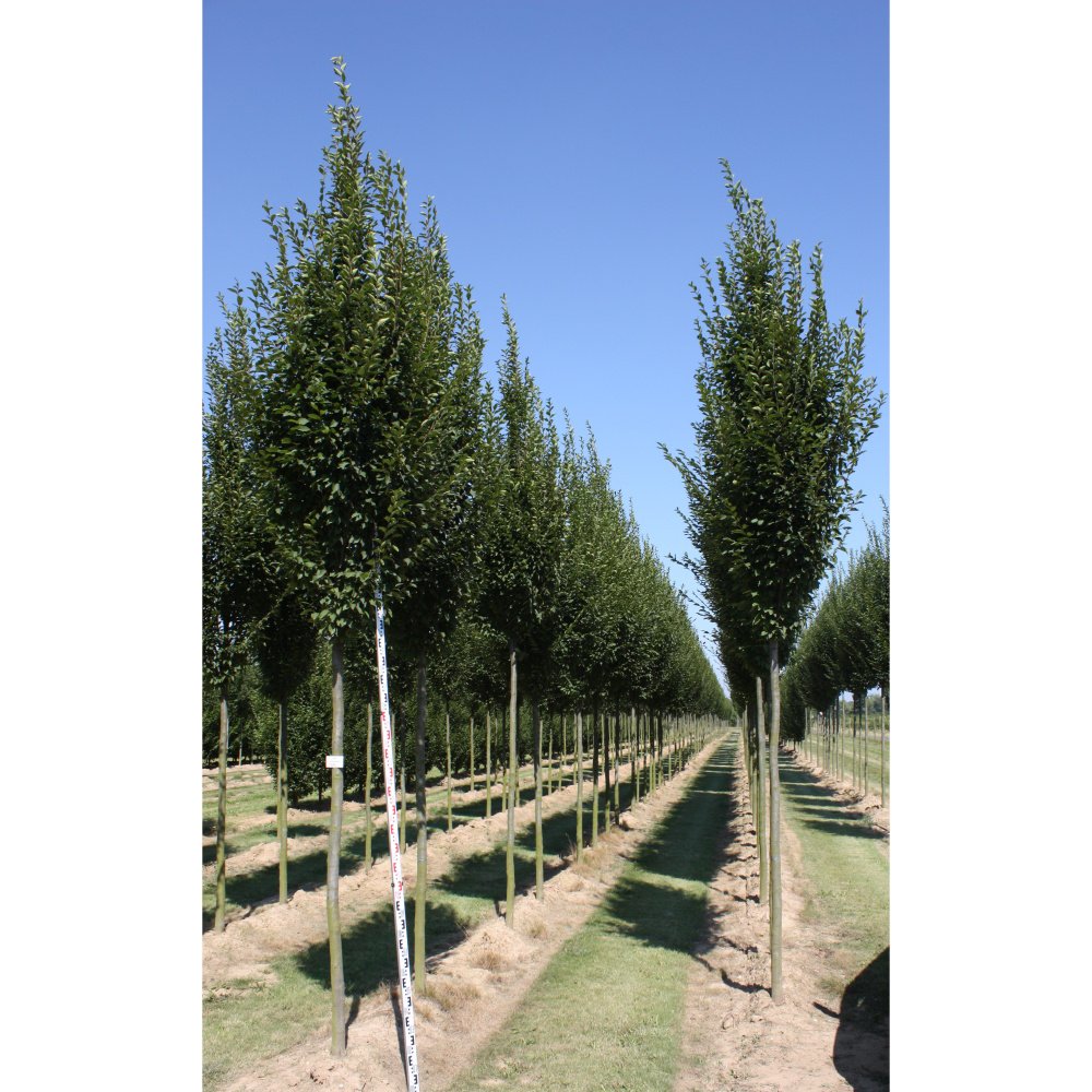 Soliterní stromy - Habr obecný Fastigiata kmínek 225cm, zemní bal