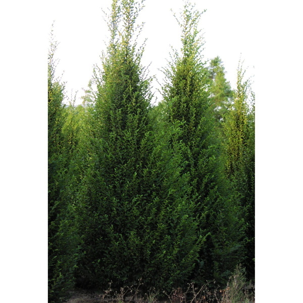 Listnaté stromky a stromy - Habr obecný 'Fastigiata' květináč 15 litrů, výška 175/200cm, sloupovitý, strom