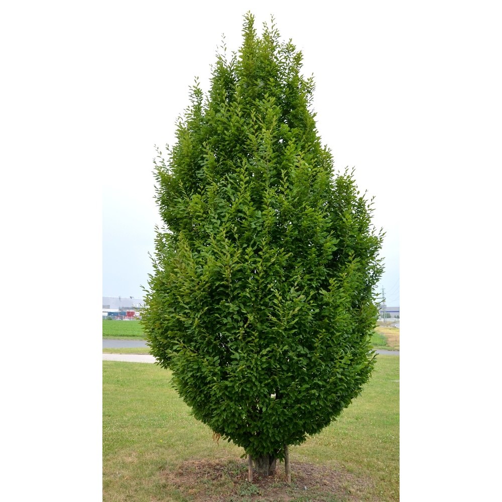 Soliterní stromy - Habr obecný Fastigiata pyramida, zemní bal