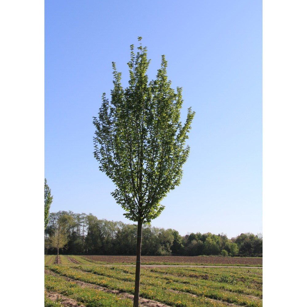 Soliterní stromy - Habr obecný Lucas výska kmene 225cm, zemní bal