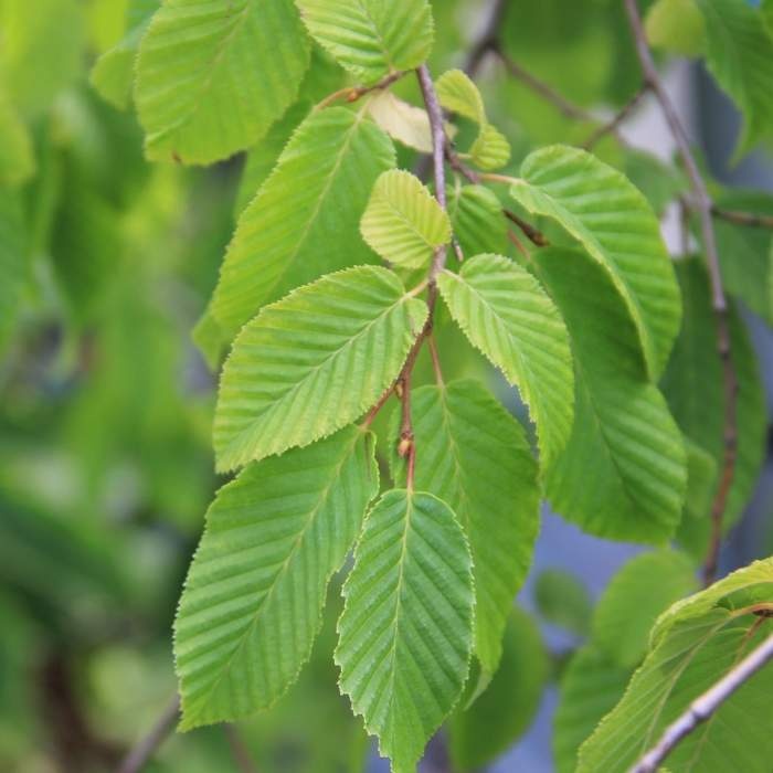 Listnaté stromky a stromy - Habr obecný 'Pendula' kmínek 150cm