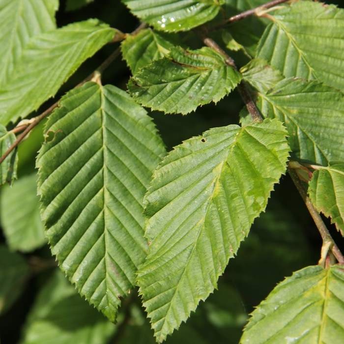 Rostliny - Habr obecný výška 60/80cm, květináč 2 litry