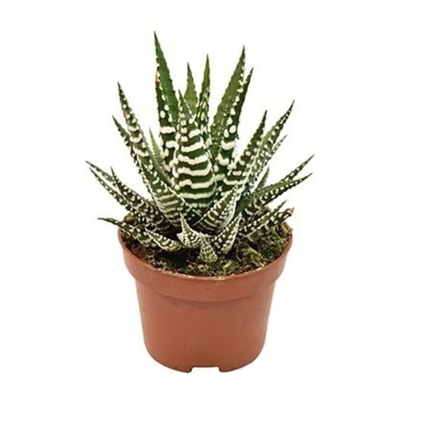 Kaktusy a sukulenty - Havortie květináč 5,5cm