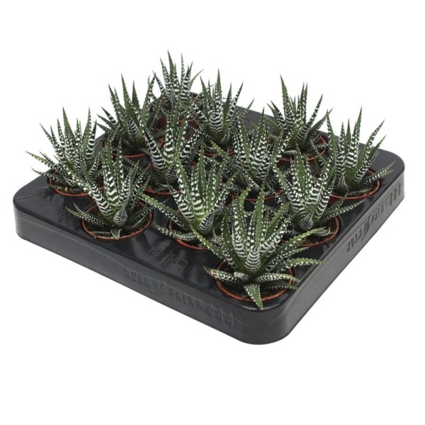 Havortie květináč 5,5cm-0