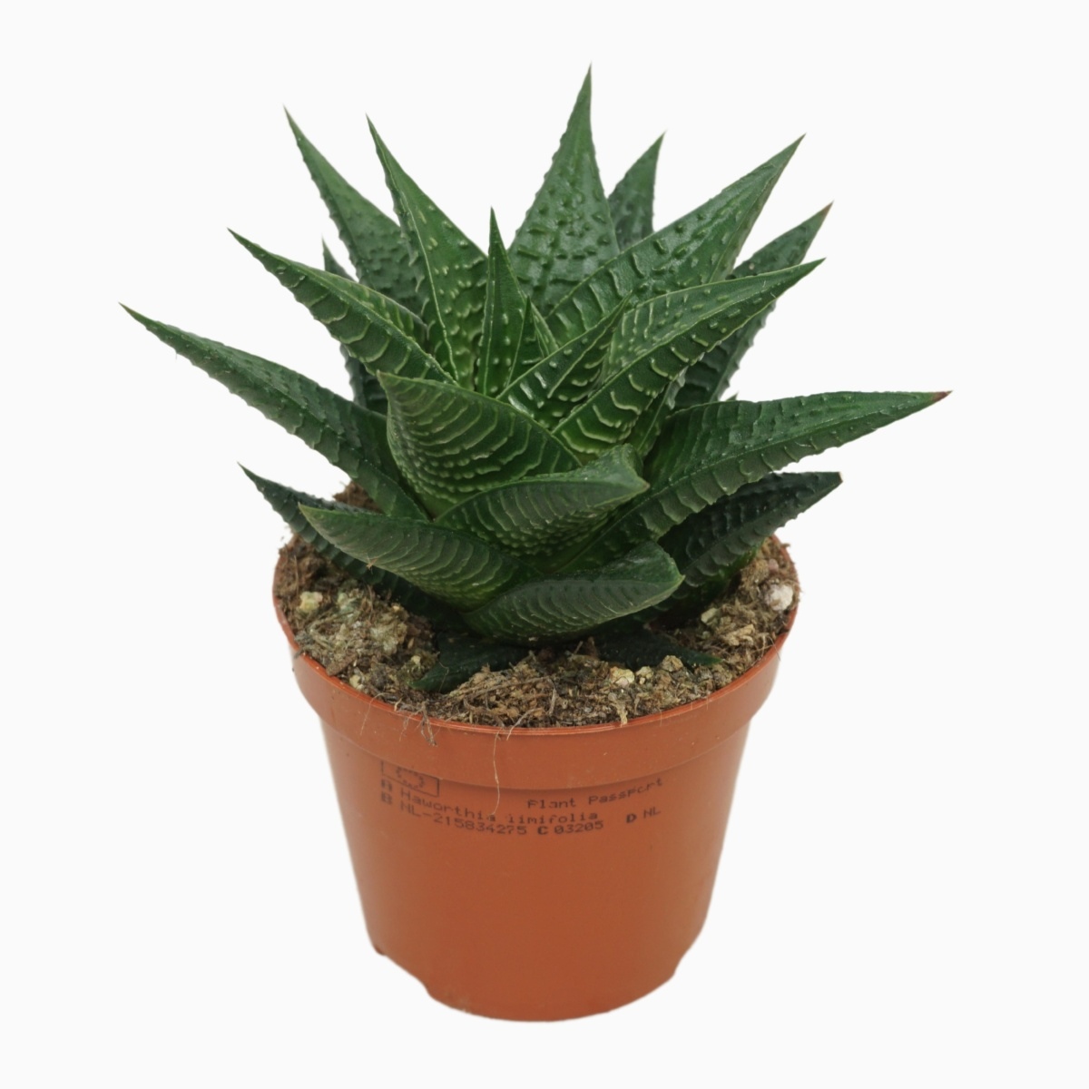 Kaktusy a sukulenty - Hawortie hrázkatá květináč 5,5cm