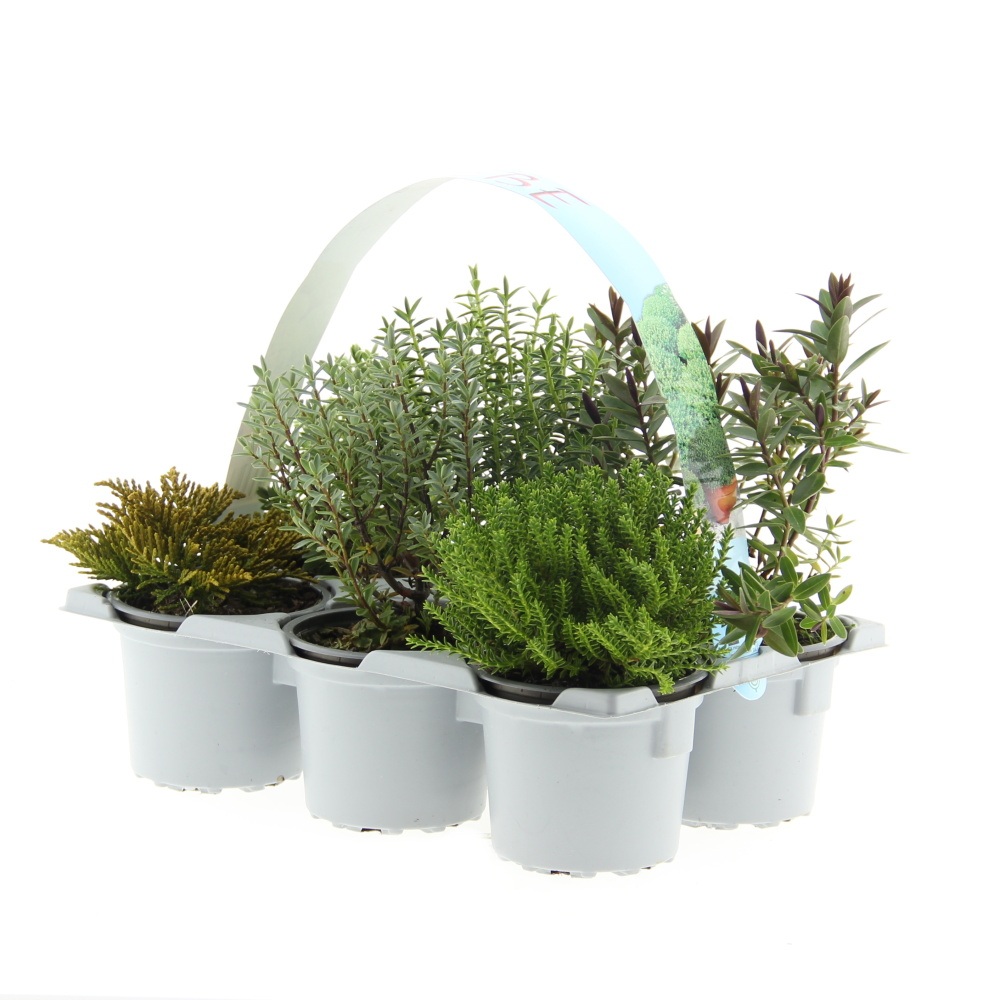 Podzimní rostliny - Hebe  6-pack