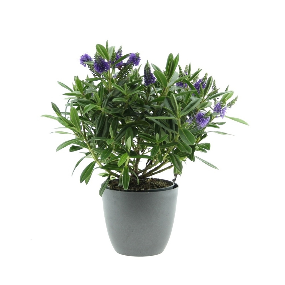 Rostliny - Hebe Addenda mix květináč 14cm