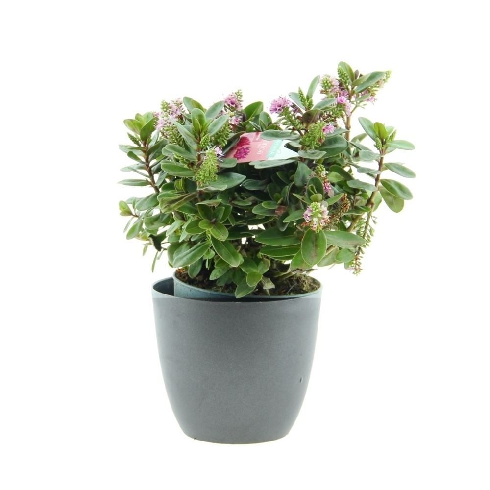 Hebe Addenda mix květináč 14cm-0