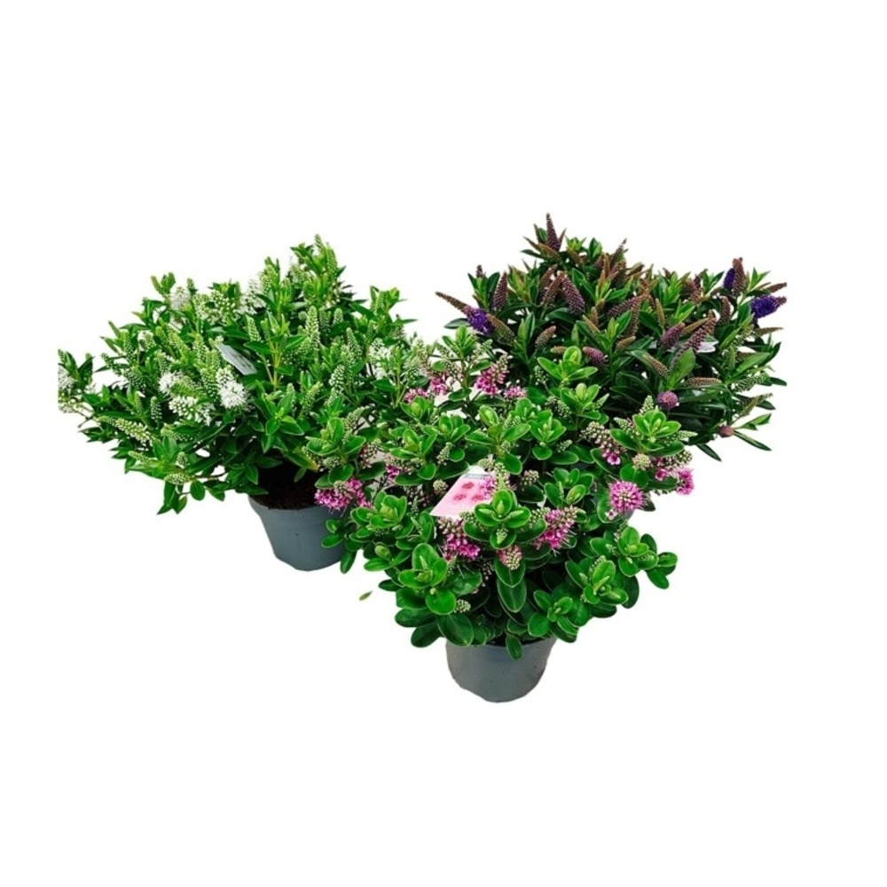 Hebe Addenda mix květináč 14cm-1