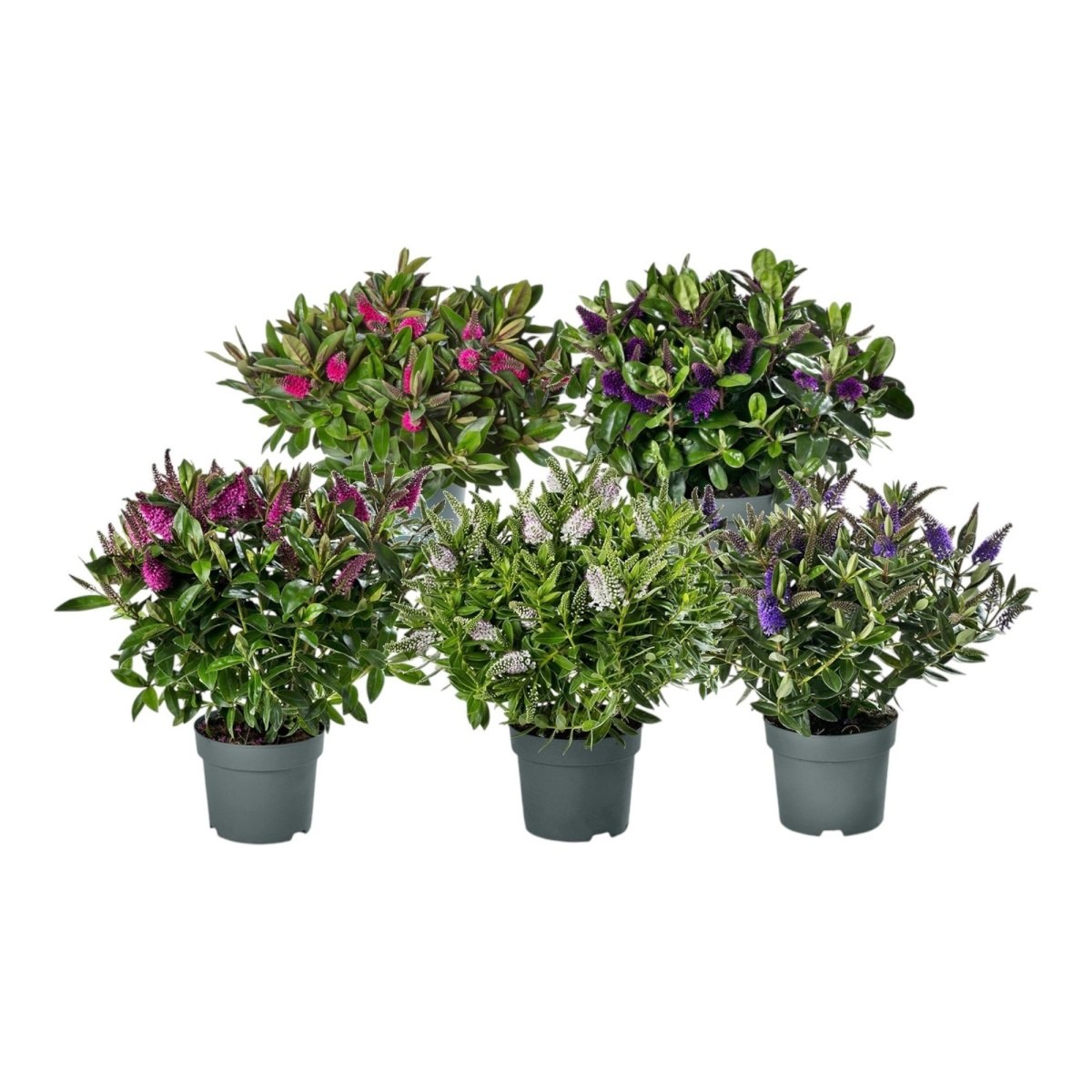 Rostliny - Hebe Addenda mix, květináč 23cm