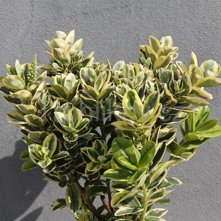 Keře okrasné listem - Hebe Andersonovo květináč 12cm, výška 20/30cm, keř