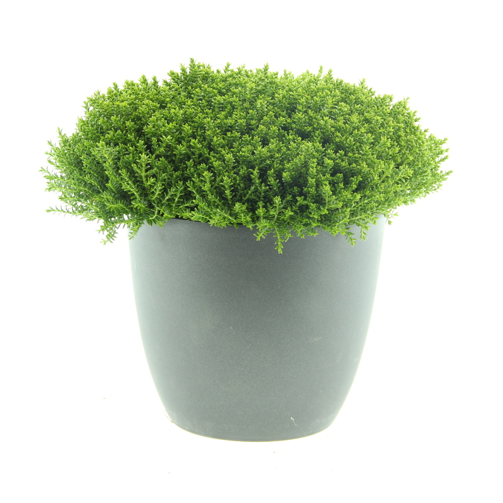 Podzimní rostliny - Hebe armstriongovo Green Boys 17cm květináč