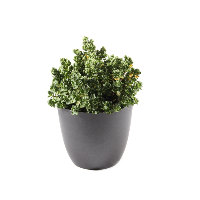 Hebe Green Boys květináč 12cm-0