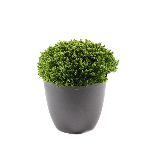 Rostliny - Hebe Green Globe květináč 12cm