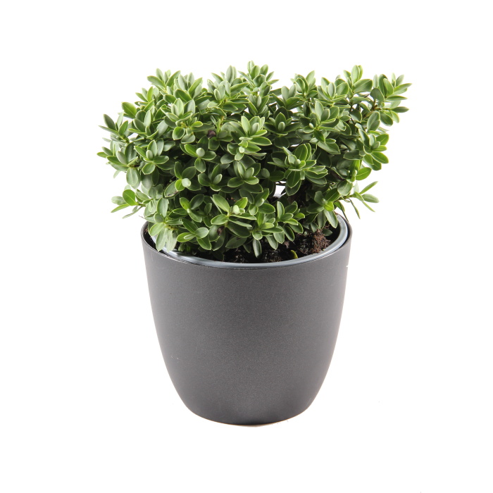 Rostliny - Hebe mix, květináč 10,5cm