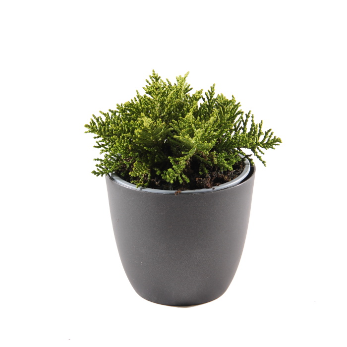 Hebe mix, květináč 10,5cm-0