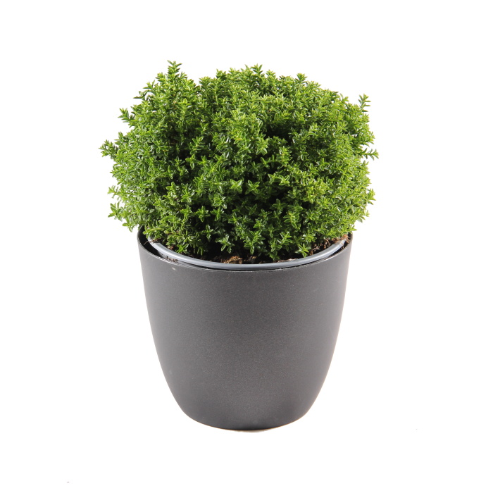 Hebe mix, květináč 10,5cm-1