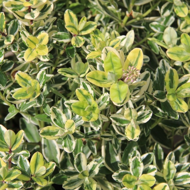 Hebe panašované 23cm-0