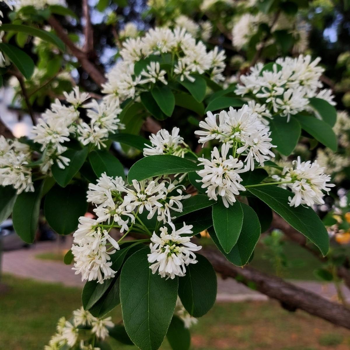 Keře okrasné květem - Heptakodium jasmínovité květináč 10 litrů