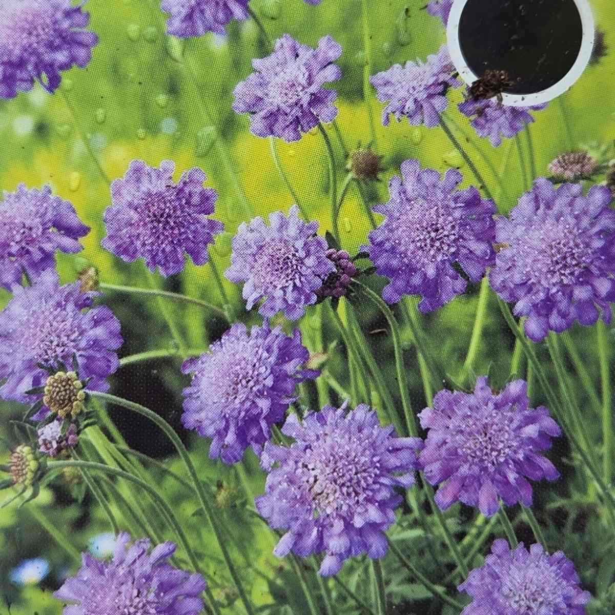 Hlaváč fialový Butterfly Blue květináč 12cm-0
