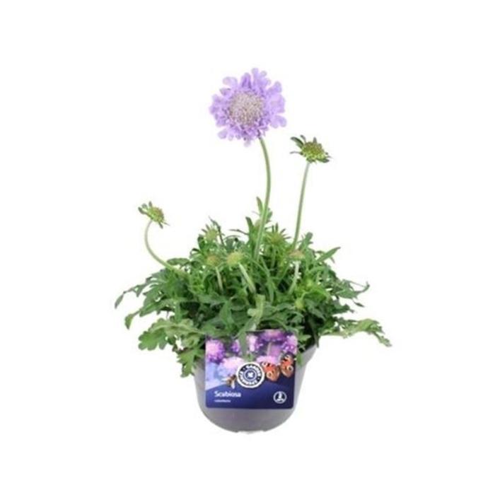 Na slunce - Hlaváč fialový Butterfly Blue květináč 15cm