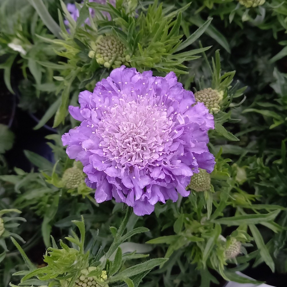 Hlaváč fialový Butterfly Blue květináč 15cm-0