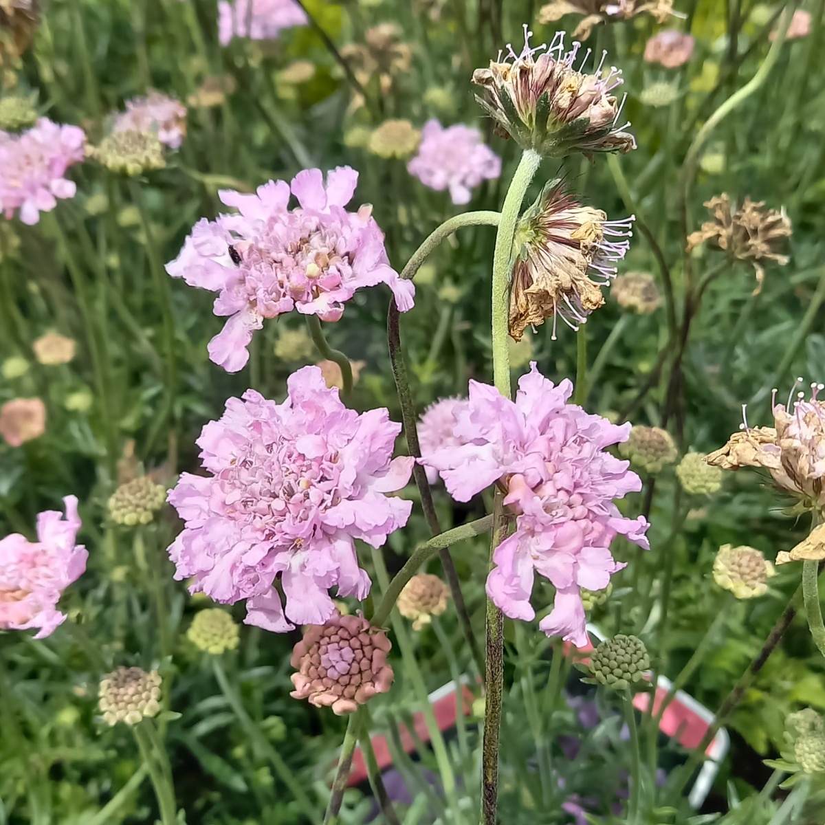 Na slunce - Hlaváč fialový Flutter Rose Pink květináč 3 litry