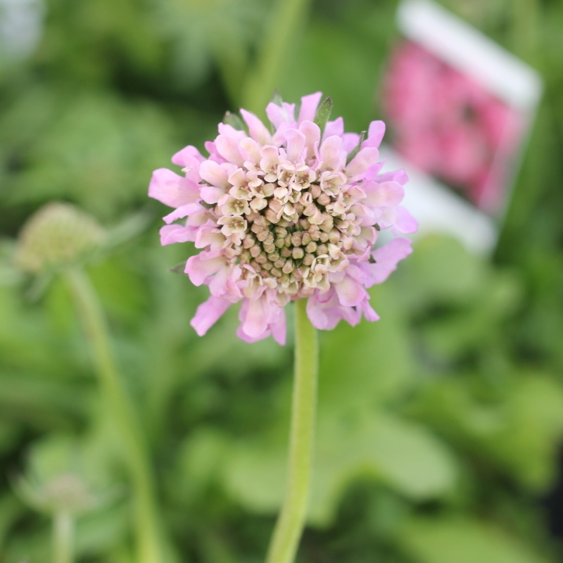 Rostliny - Hlaváč japonský 'Pink Diamonds' 9cm