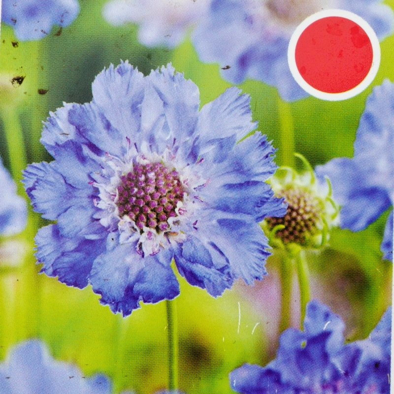 Na slunce - Hlaváč kavkazský Perfecta Mid Blue 9cm