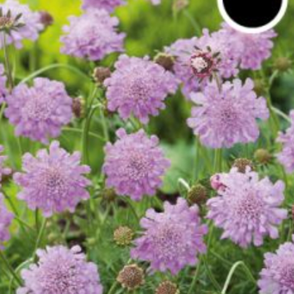 Rostliny - Hlaváč Pink Mist 9cm