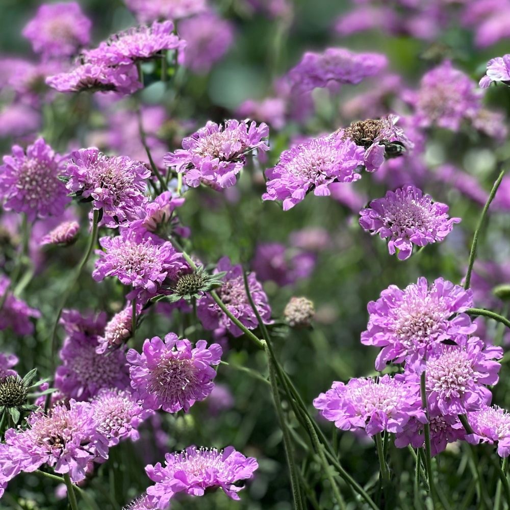 Na slunce - Hlaváč Pink Mist květináč 13cm